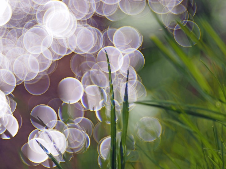 the-brook-1355034_1280